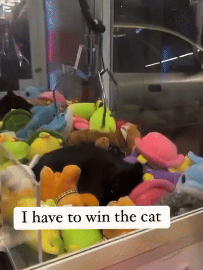 Stuffed Animals Saying I Have To Win The Cat GIF