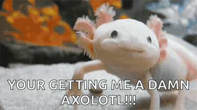 Stuffed Axolotl Your Getting Me A Damn Axolotl GIF