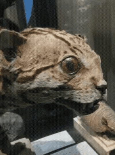 Stuffed Cat Sitting On Table GIF