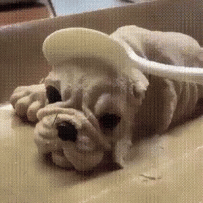 Stuffed Dog Lying With Spoon In Mouth GIF