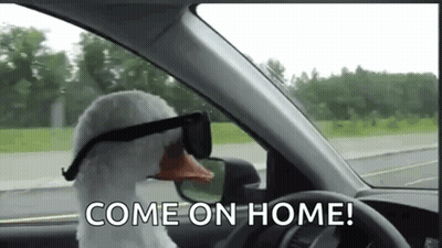 Stuffed Duck In Sunglasses Driving Car Saying Come On Home GIF