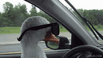 Stuffed Duck Wearing Sunglasses Driving Car GIF