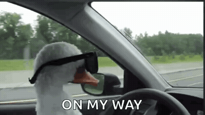 Stuffed Goose Driving Car With Sunglasses GIF