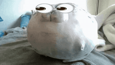 Stuffed Seal With Big Eyes GIF