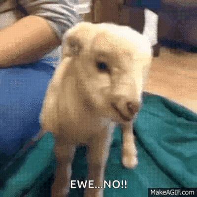 Stuffed Sheep In Front Of Red Barn GIF