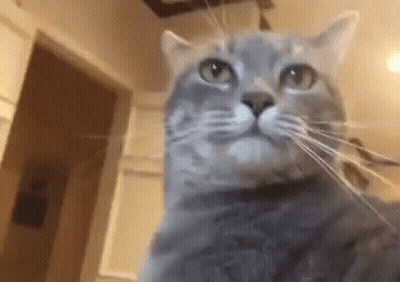 Stuffed Toy With Glasses And Blue Shirt Blood On Face GIF