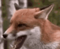 Stunned Fox Rawr
