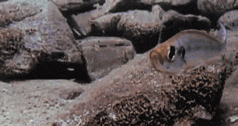 Sucking Fish Meme GIF