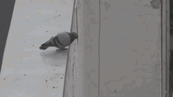 Suicide Pigeon Roof Jump