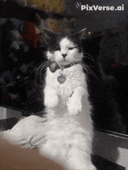 Suit Cat Suit Cat Ai GIF