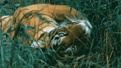 Sumatran Tiger Rolling Tall Grass GIF