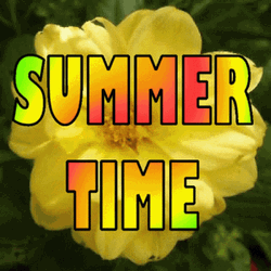Summer Time Flower Sunshine