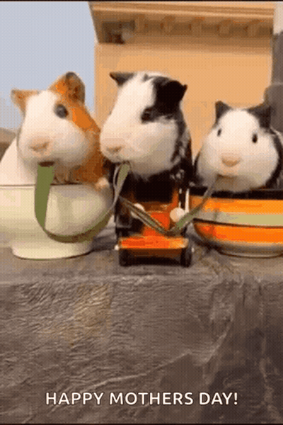 Sumo Wrestlers Washing A Car GIF