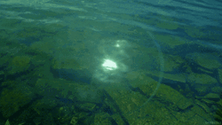 Sun Reflection On Water GIF