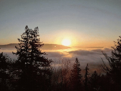Sun Setting Over Foggy Forest GIF