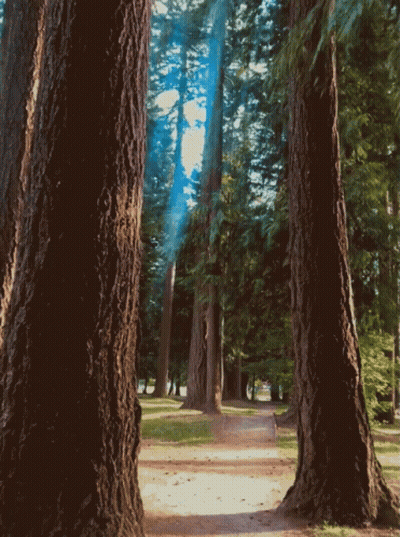 Sun Shining Through Trees In Park GIF