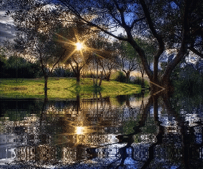Sun Shining Through Trees In Water GIF