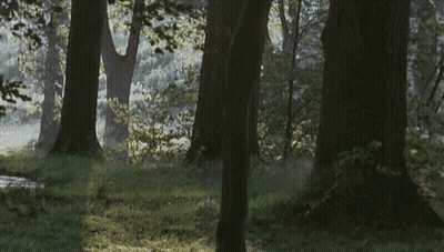 Sun Shining Through Trees In Woods GIF