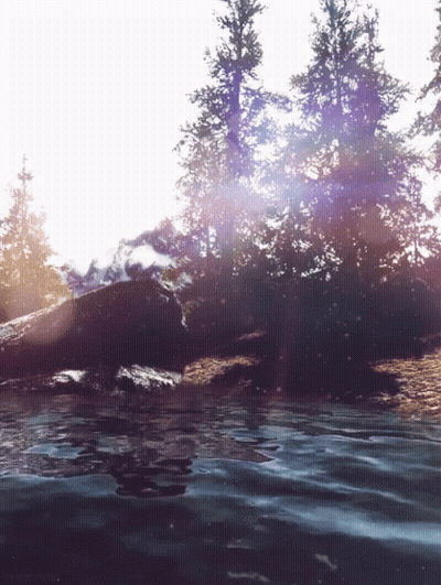 Sun Shining Through Trees Log Floating In Water GIF