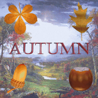 Sun Shining Through Trees With Changing Leaves GIF