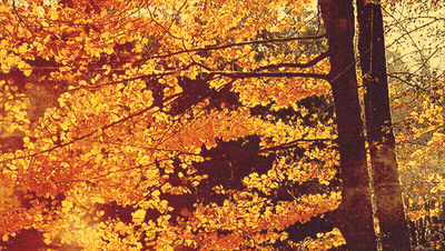 Sun Shining Through Trees With Changing Leaves GIF