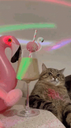 Sunakook Party Cat GIF