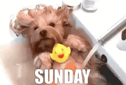 Sunday Bath Day Relaxing Dog