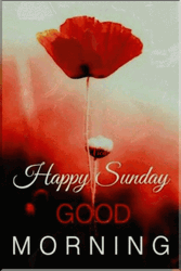 Sunday Blessings Happy Sunday Good Morning Flower GIF