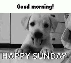 Sunday Funday Cute Puppy GIF