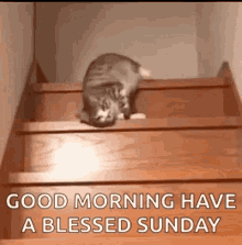 Sunday Morning Cat Sliding On Stairs