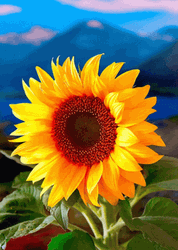 Sunflower Boomerang