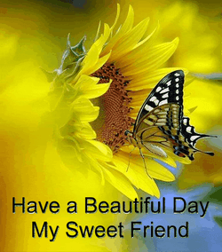 Sunflower Butterfly Wonderful Day GIF