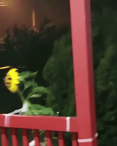 Sunflower Face On Balcony GIF