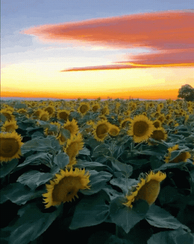 Sunflower Field At Sunset GIF