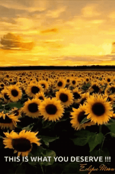 Sunflower Field At Sunset GIF