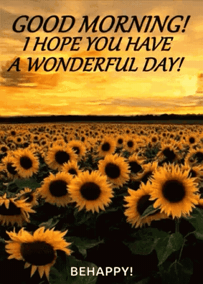 Sunflower Field At Sunset Saying Good Morning I Hope You Have A Wonderful Day GIF