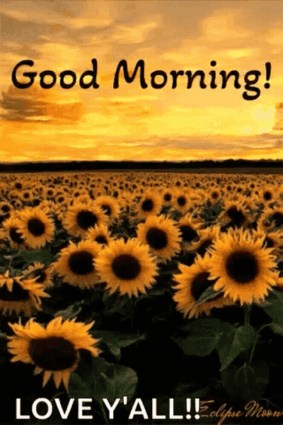 Sunflower Field Saying Good Morning Love Y All GIF