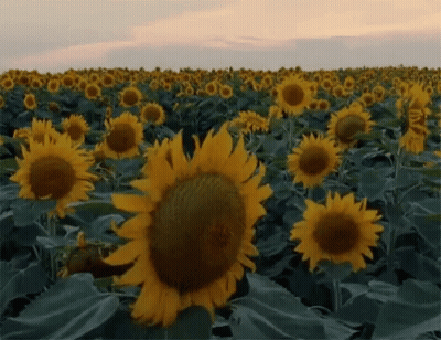 Sunflower Field With Central Sunflower GIF
