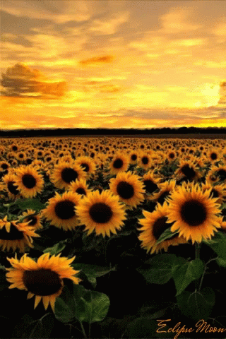 Sunflower Field With Eclipse Moon GIF