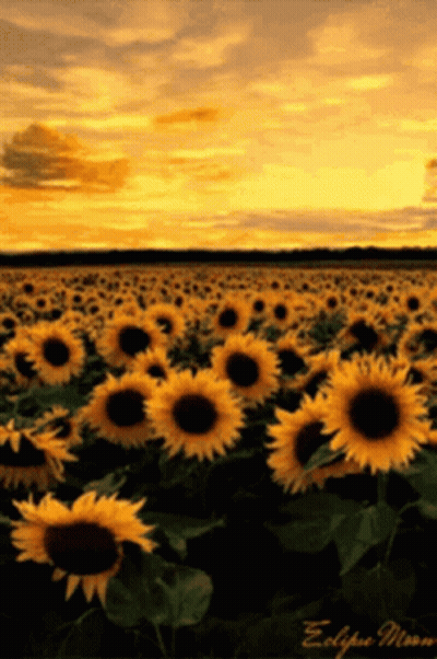 Sunflower Field With Eclipse Moon Text GIF