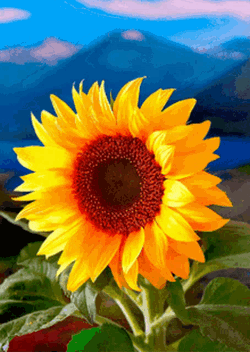 Sunflower GIF