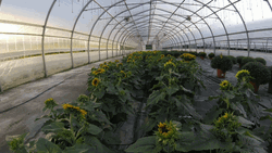 Sunflower Greenhouse