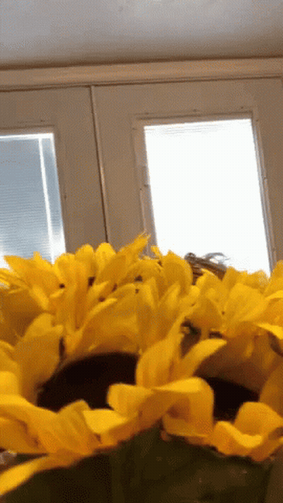 Sunflower In Front Of Window With Blinds GIF