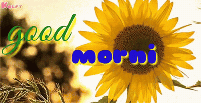 Sunflower Saying Good Morning GIF