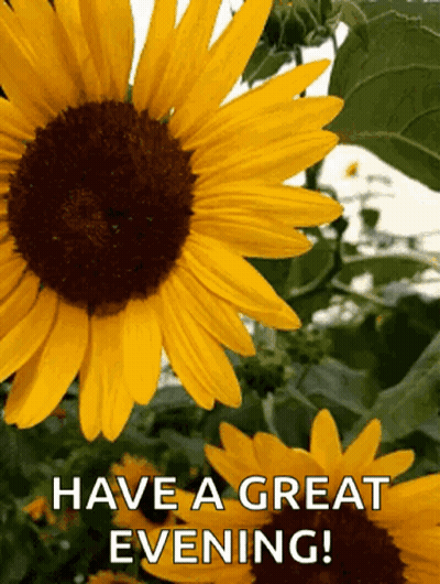 Sunflower Saying Have A Great Evening GIF