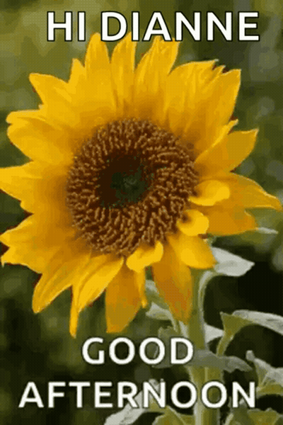 Sunflower Saying Hi Dianne Good Afternoon GIF