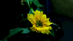 Sunflower Slowly Moving