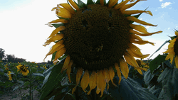Sunflower Smiley Face