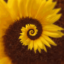 Sunflower Spiral Loop