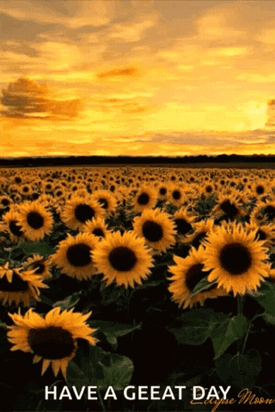 Sunflower Sunset Eclipse Moon Have A Great Day GIF